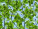 More energy from plants. Scientists find new ways to produce energy, clean and efficient.