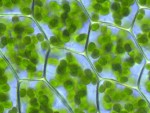 More energy from plants. Scientists find new ways to produce energy, clean and efficient.