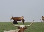 Benbrook Texas Electricity