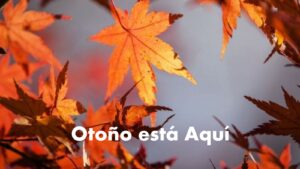 Pague Menos Luz En El Otoño